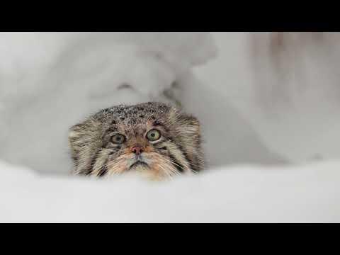 Kesha the Pallas's cat wasn't expecting guests #Video