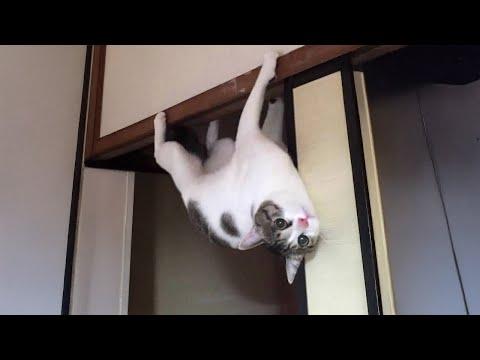 Cat was born with LOL gene #Video