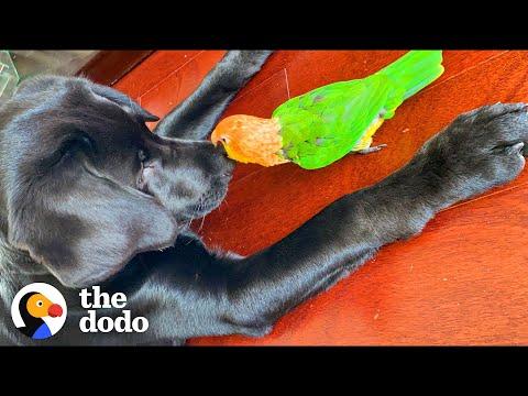 Attention Stealing Parrot Slowly Accepts His New Puppy Brother #Video