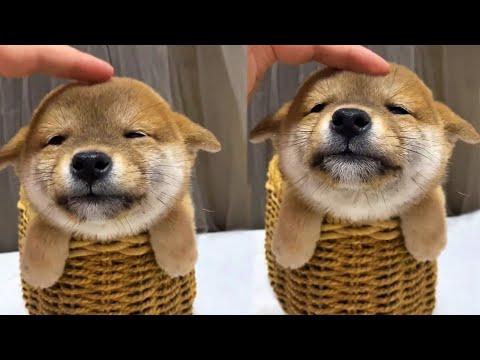 Most Adorable Doggo Basket Ever Video
