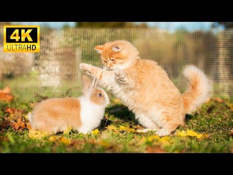 Cute Baby Animals - The Playful Posse Of Young Animal Friends With Relaxing Music