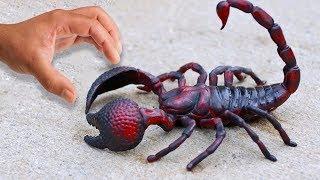RUN AWAY IF YOU SEE A SCORPION LIKE THIS ONE. THE MOST HORRIBLE SCORPIONS IN THE WORLD