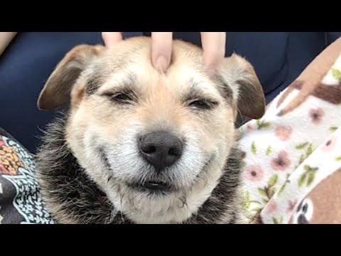 Shelter dog has huge smile after adoption #Video