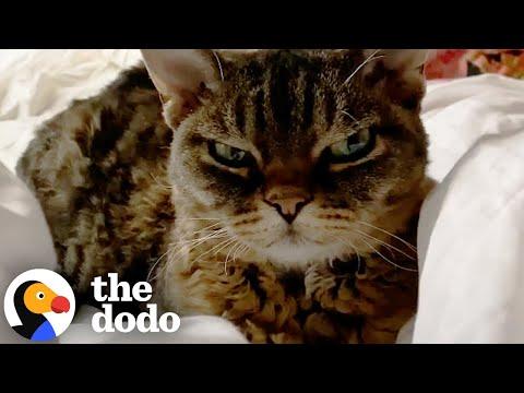 'Aggressive' Cat Melts When She Gets To Know Her New Mom #Video