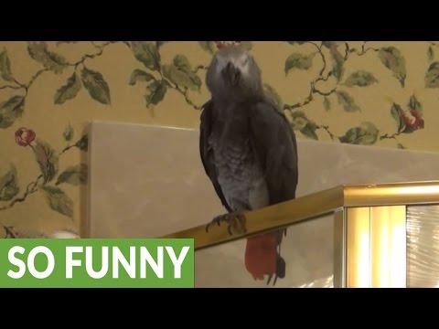 Parrot flawlessly sings Who Let The Dogs Out #Video