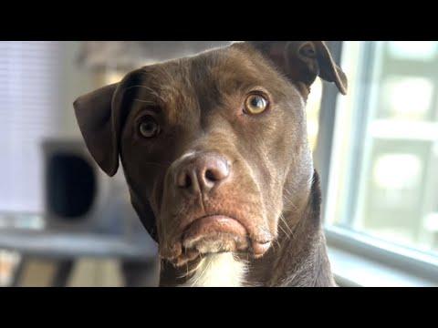 Rescue dog's sweetest bond with cat