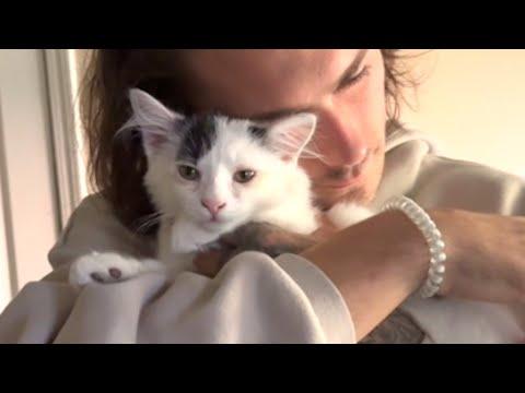 Dog person turns to mush for kitten #Video