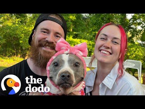 Pittie Who Lived Outside For 15 Years Ages Backwards #Video