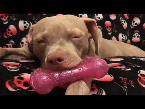 Rescue dog's heartbreaking response to toy #Video