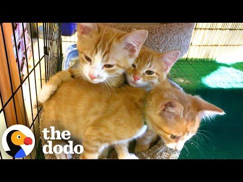 Kittens Tumble Out of Hay Bales at a Distillery — And Decide To Stay #Video