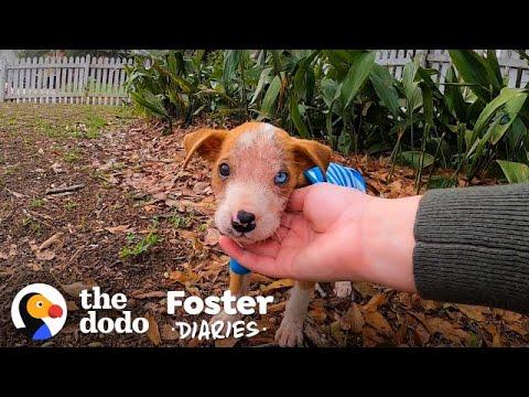 Pittie Puppy Found In A Box Gets So Big and Handsome | The Dodo Foster Diaries