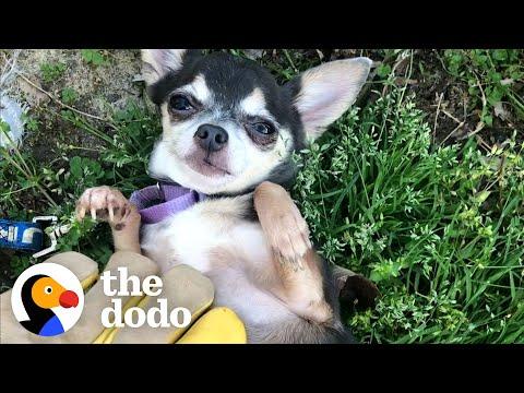 Watch This Feral Chihuahua Learn What A Belly Rub Is #Video