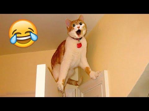 Cats and their life dramatic - FUNNIEST Cat Videos 2023 #Video