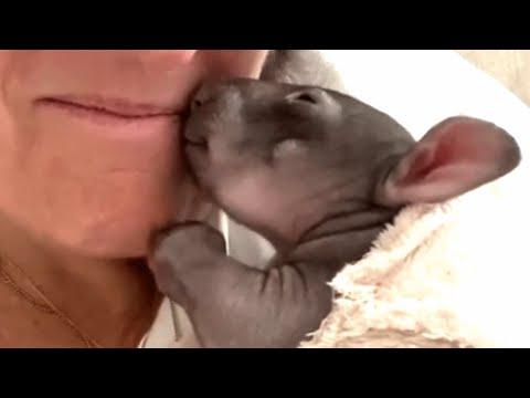 Wombat seems to think this human's his mom #Video