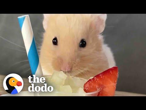 Hamster Destroys Almost Everything His Dad Feeds Him #Video