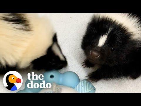 Runt Of These Orphaned Baby Skunks Turns Into The Boss Of The Litter Video