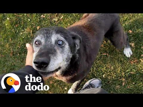 16-Year Old Dog Abandoned At The Shelter Gallops Like A Puppy Again #Video