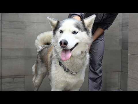 The Most DRAMATIC Husky In The History Of Dramatic Husky's #Video