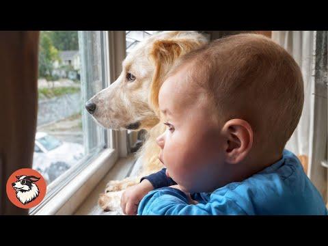 Dog Realizes There’s a Baby Inside — And His Reaction Melts Hearts #Video