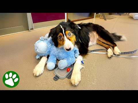 Australian Shepherd Transforms From Rare Disease #Video