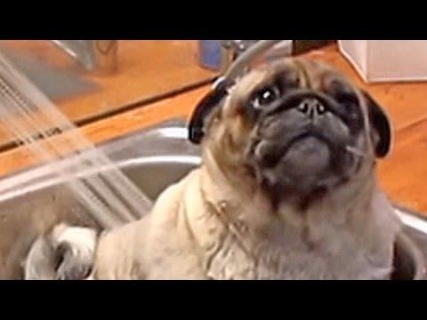 Barry The Pug Loves Bath Time