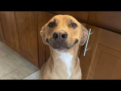 This Might Be The Most Unserious Dog Ever #Video