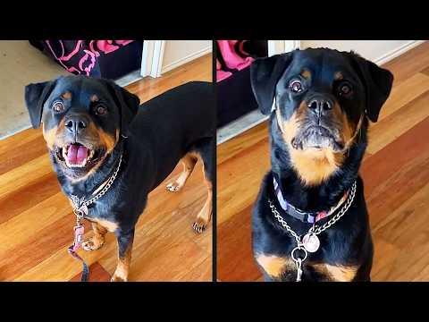 She Locked In So Fast | YOUR Daily Dose of Pets #Video