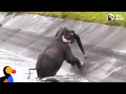 People Are So Determined To Rescue Trapped Elephant  | The Dodo