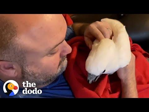Cockatoo Prefers His Human Dad To His Mom Video