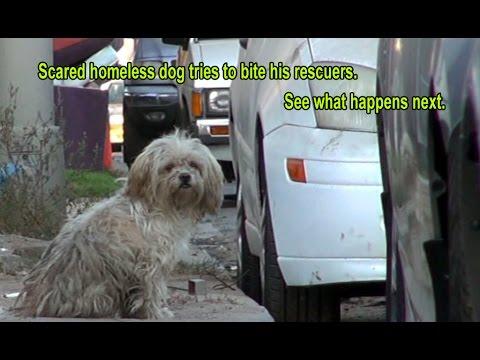 Scared Homeless Dog Tries To Bite His Rescuers. See What Happens Next!