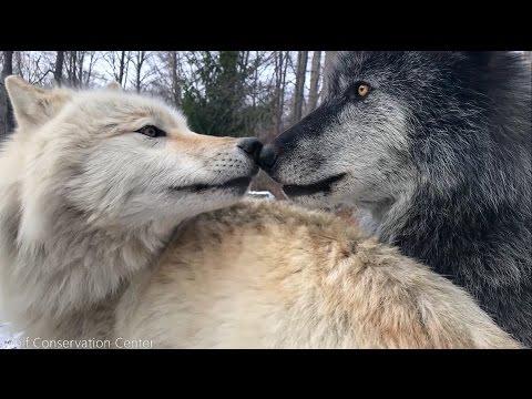 Wolves Have Annoying Little Brothers Too Video