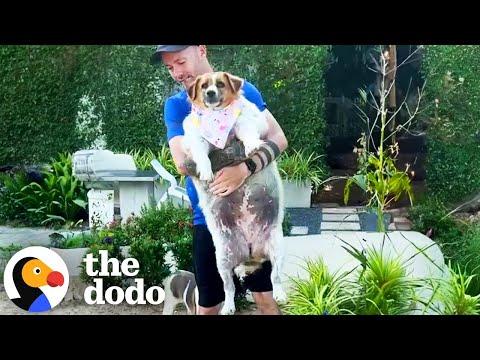 Stray Dog Was So Overweight She Couldn't Walk #Video