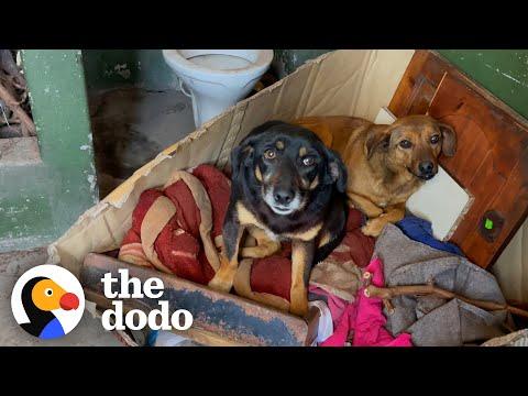 These Dogs Were Living In An Outdoor Bathroom — Now They’re Thriving #Video