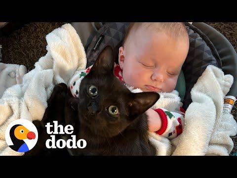 Kitten Caught On Baby Cam Sneaking Into Sister's Crib For A Snuggle #video