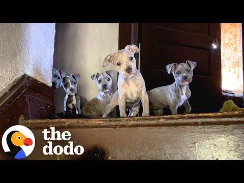 Pittie Was Hiding All Her Babies In An Abandoned House #Video