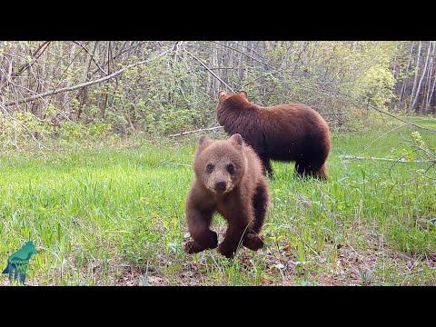 Cute bear cub destroys trail camera #Video