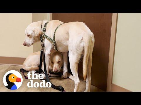 Two Rescue Labs Who Were Completely Frozen #Video