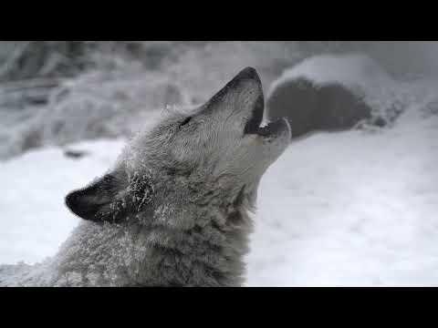 Stunning Wolf Just Howling in the Snow #Video