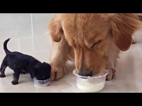 Playful Golden Retriever Gets An Adorable Puppy Friend Video