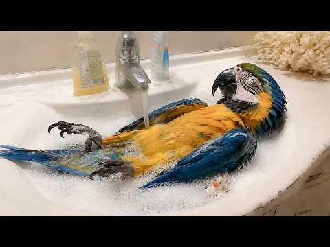 The Funniest Birds From Around The World! #Video