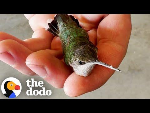 Man Finds Paralyzed Hummingbird On Garage Floor #Video