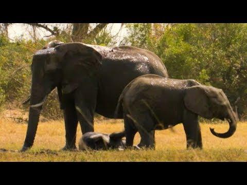 Baby Elephant meets Elephant Clans | The Long Walk Home | BBC Earth