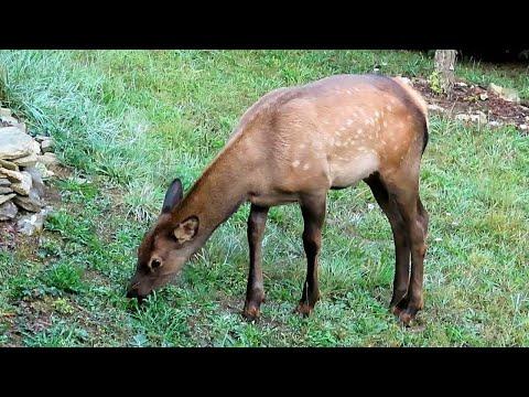 Curious Young Elk