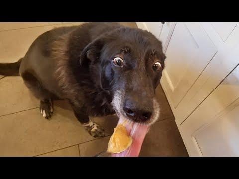 Dog acts like they haven't been fed all day #Video