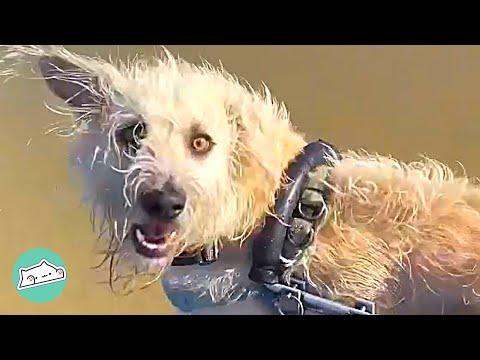 Dog Shows True Determination. He Learns to Walk After Accident #Video