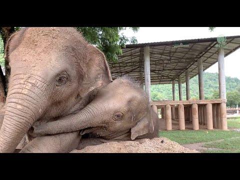 Happy Birthday 1 Year Anniversary To Baby Elephant Chaba - Elephantnews #Video