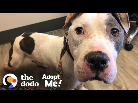 Skinny Abandoned Pittie Gets So Big And Handsome | The Dodo Adopt Me!
