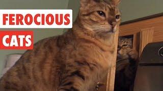 Ferocious Cats | Funny Cat Video Compilation 2017