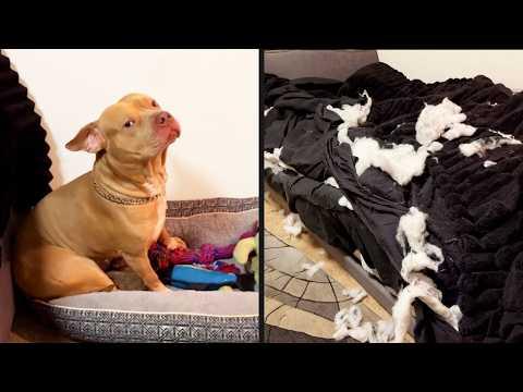He Knows What He Did | YOUR Daily Dose of Pets #Video