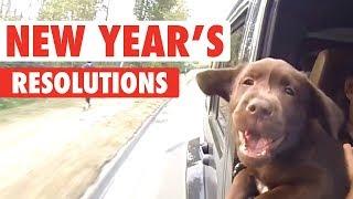 New Year's Resolutions As Told By Pets